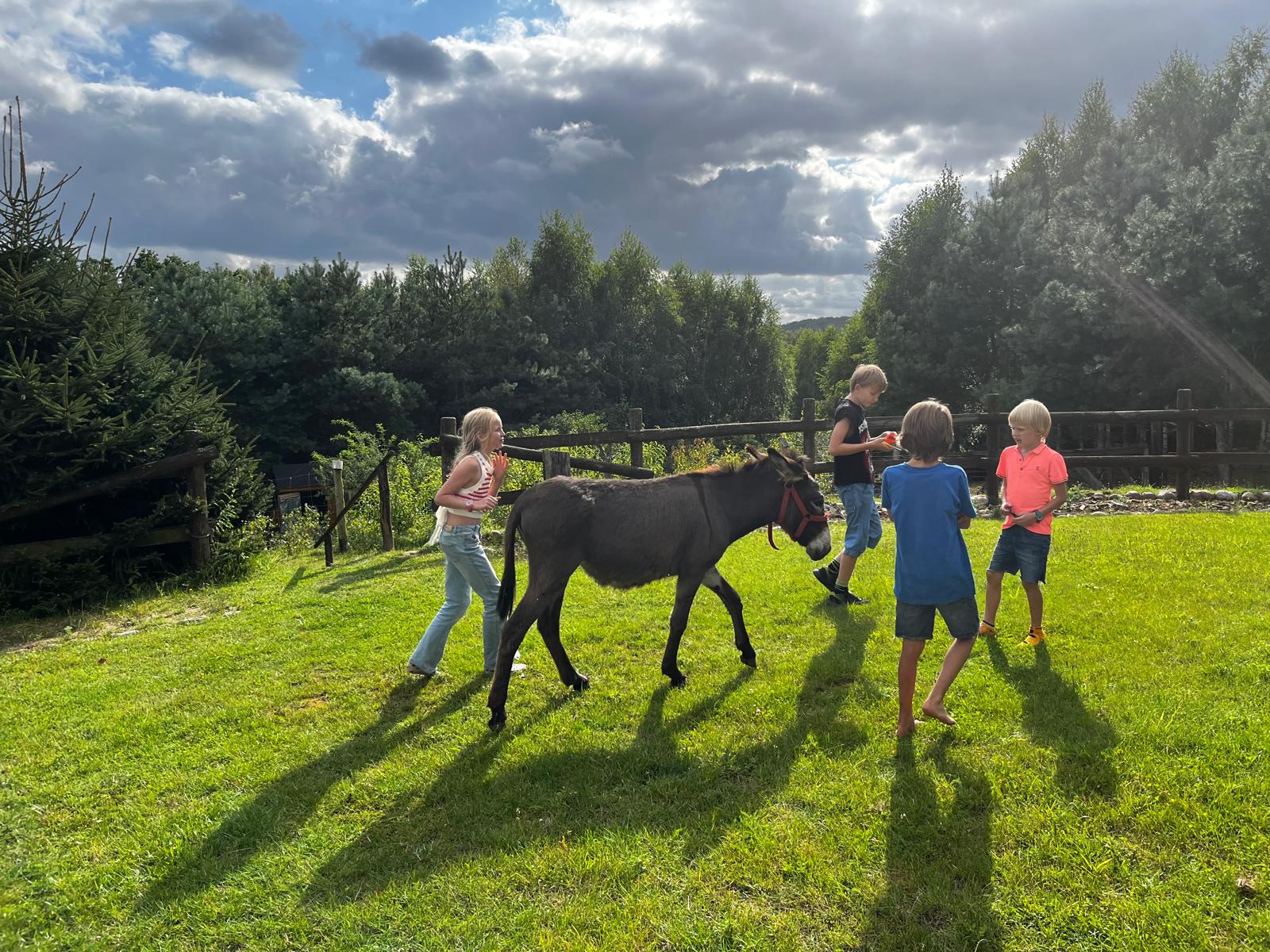 Zwierzęta towarzyszą